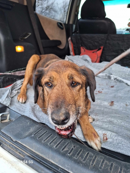 მეტისი დიდიდიღომი