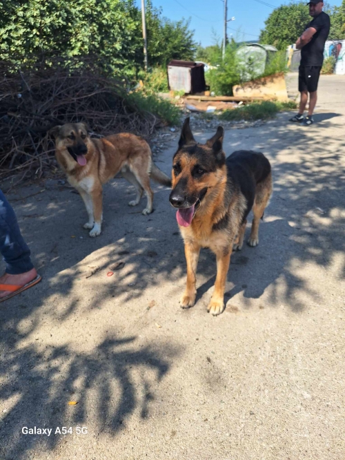 გერმანული ნაგაზი მოლი და ბომბორა