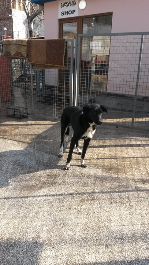 მეტისი ბრუნო