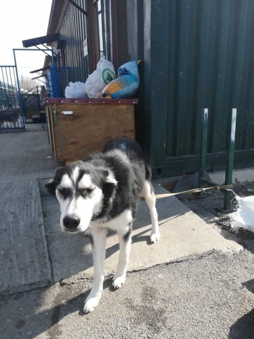 ლაიკა დუდუ