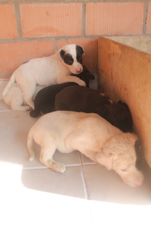 მეტისი უსახელო