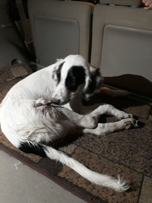 სეტერი უსახელო