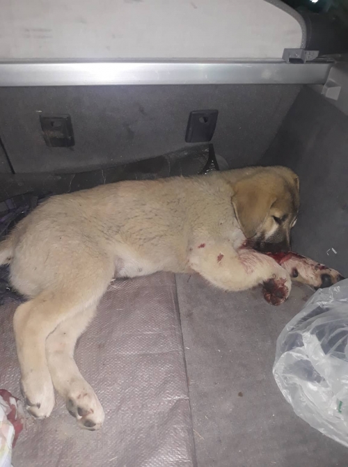 მეტისი მარტყოფის გზა