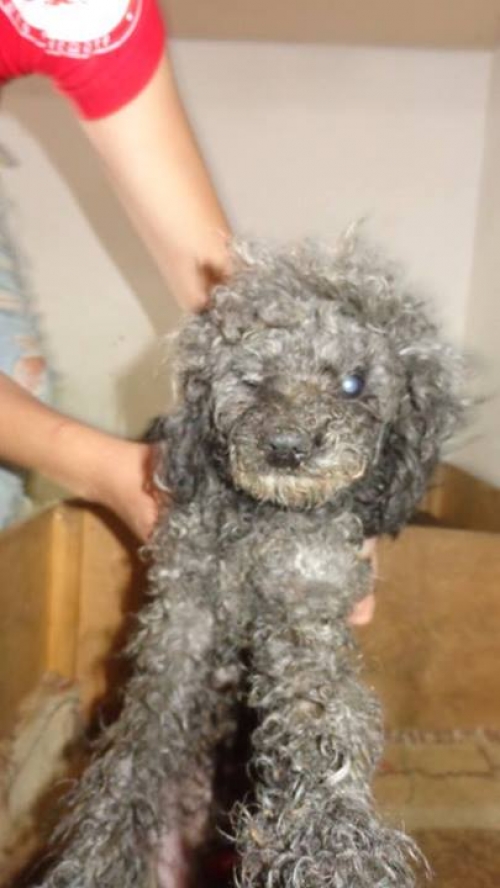 პუდელი უცნობი