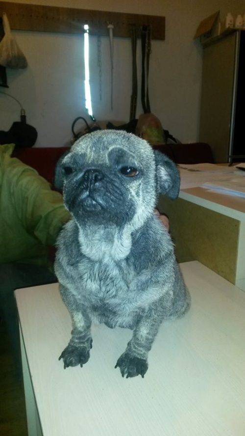 მოპსი უსახელო