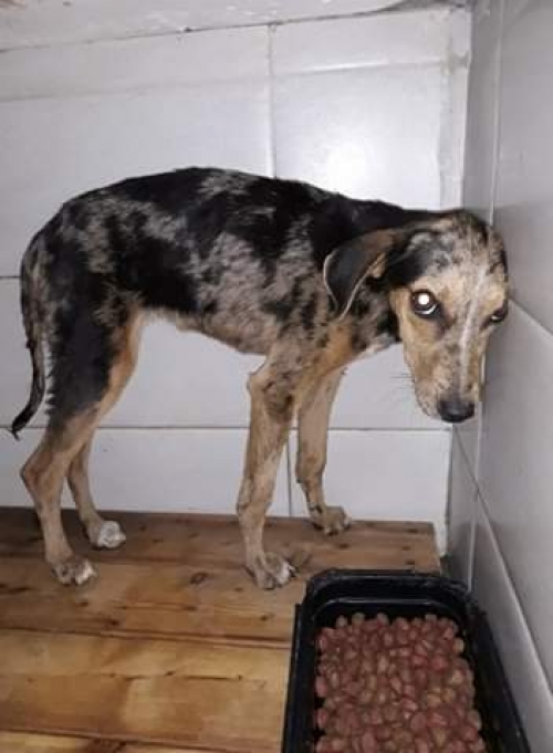 მეტისი უსახელო