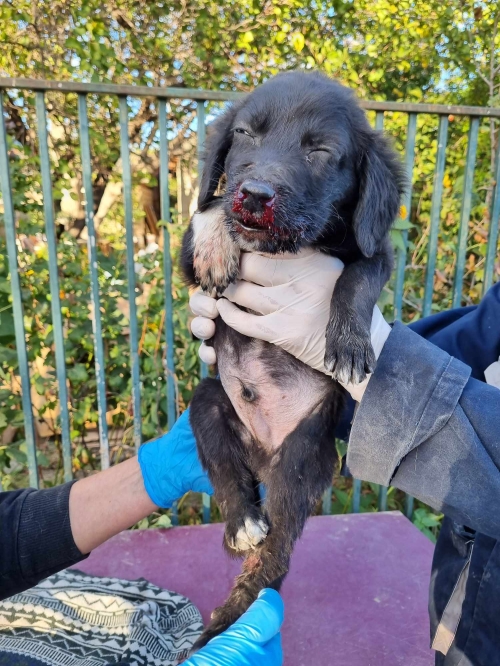 მეტისი ვარკეთილი