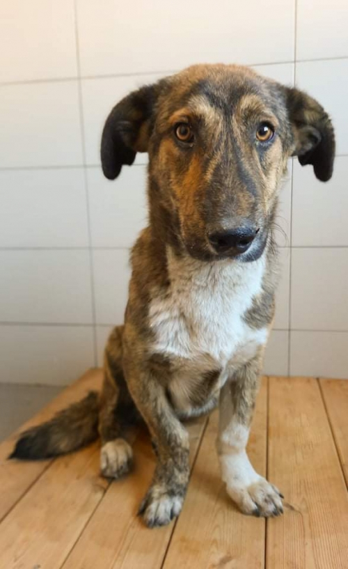 მეტისი ნახალოვკა გიორგი სააკაძის ქუჩა 191