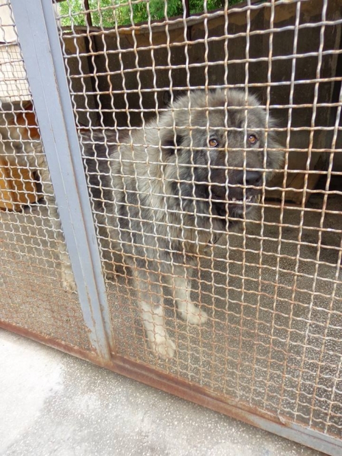 კავკასიური ნაგაზი ბომბორა