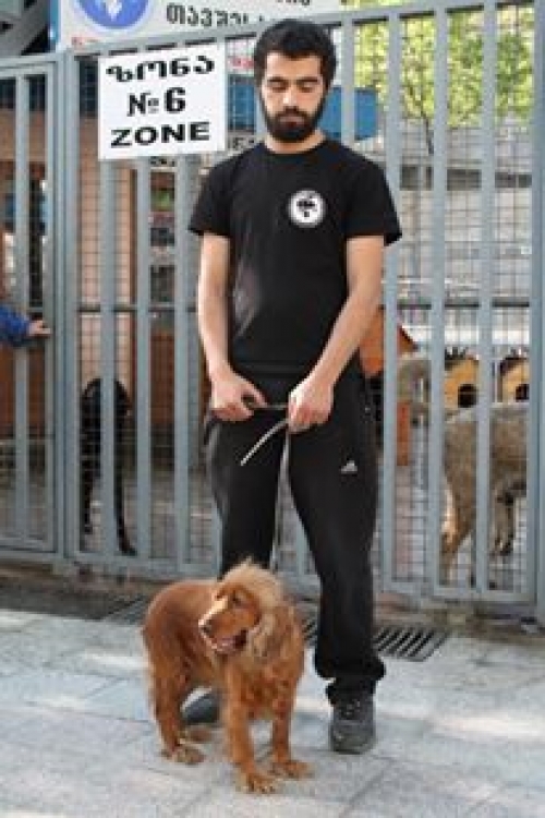 ინგლისური კოკერსპანელი უსახელო