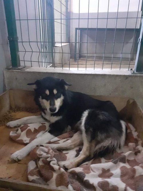 მეტისი მცხეთა