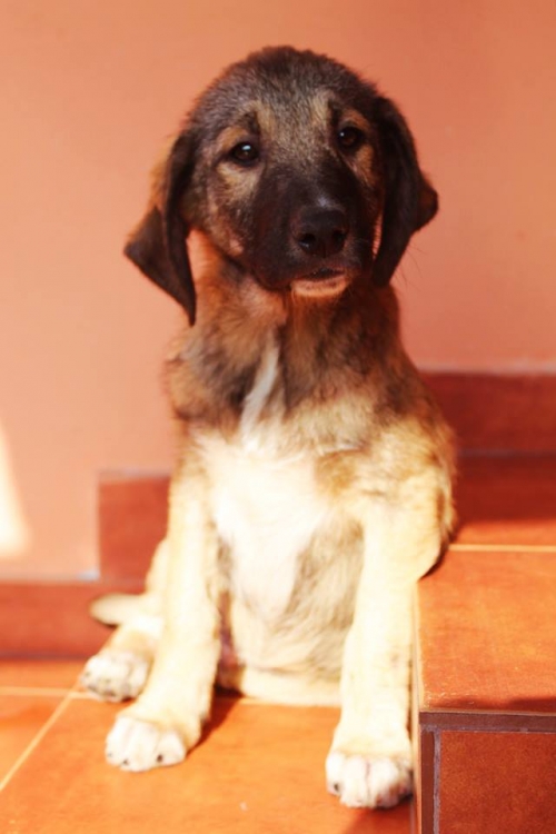 ქართული ქოფაკი უსახელო