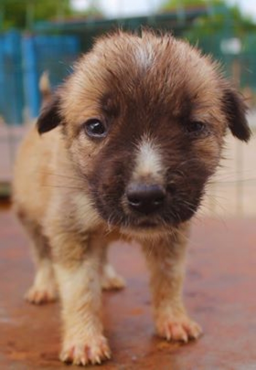 მეტისი უსახელო