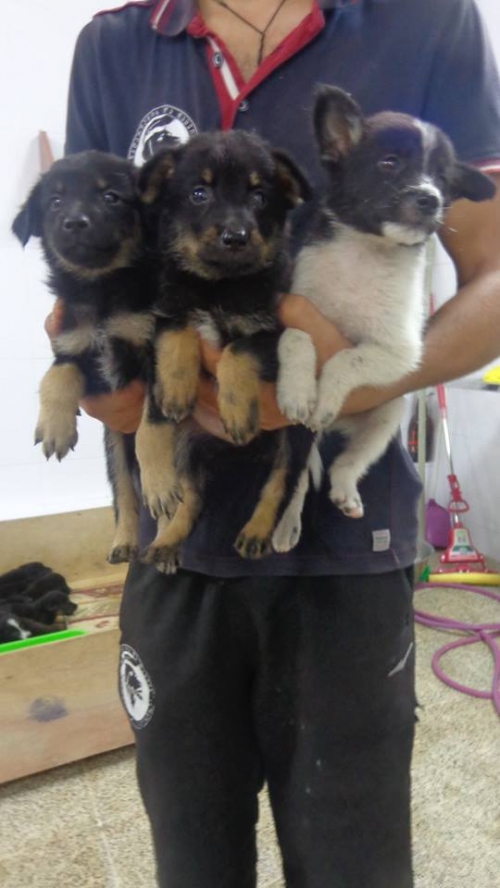 მეტისი უსახელო