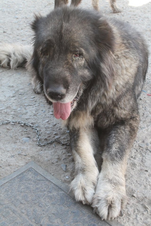 კავკასიური ნაგაზი ბუბუ