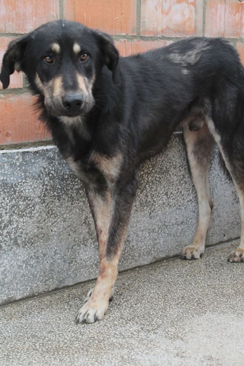 მეტისი უსახელო