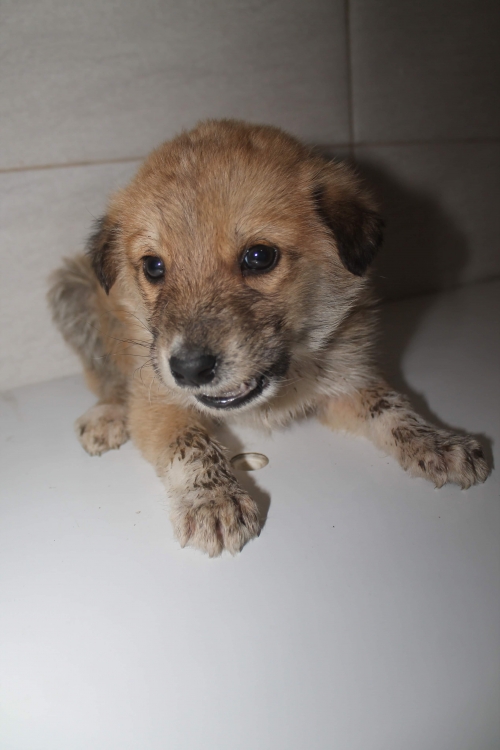 მეტისი უსახელო