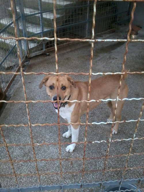 მეტისი ბუჩი