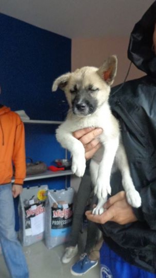 მეტისი ტომი