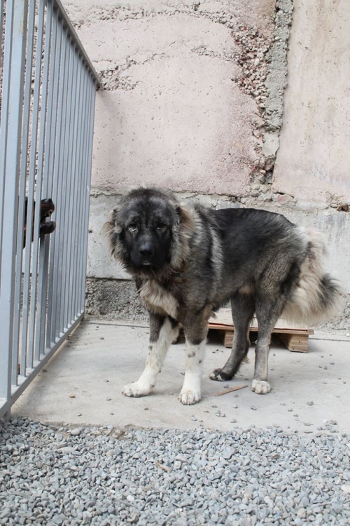 ქართული ნაგაზი ზორო