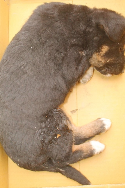 მეტისი უსახელო