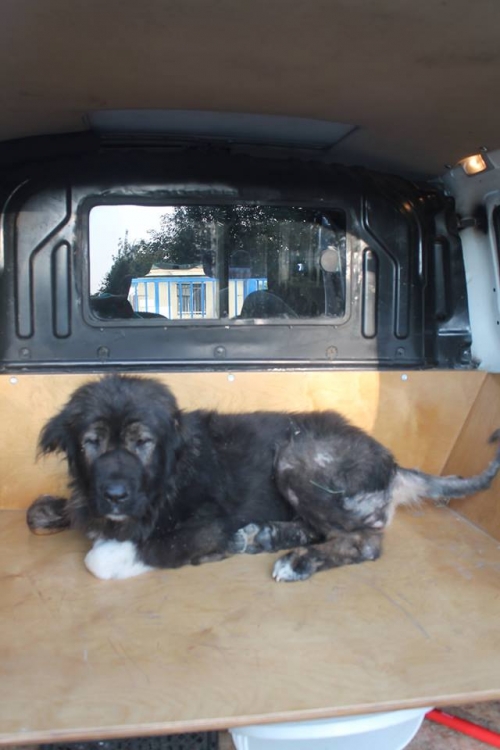 ქართული ნაგაზი უსახელო