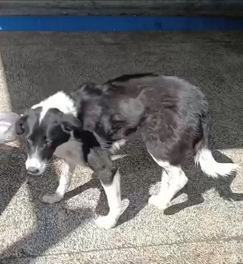 მეტისი. კახეთი სოფ. ვერხვიანი