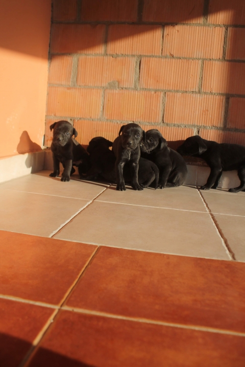 მეტისი ისახელო