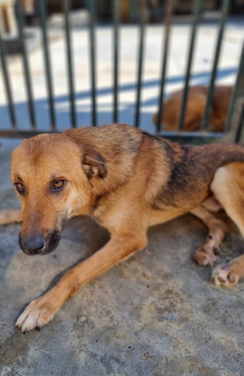 მეტისი ქუთაისი