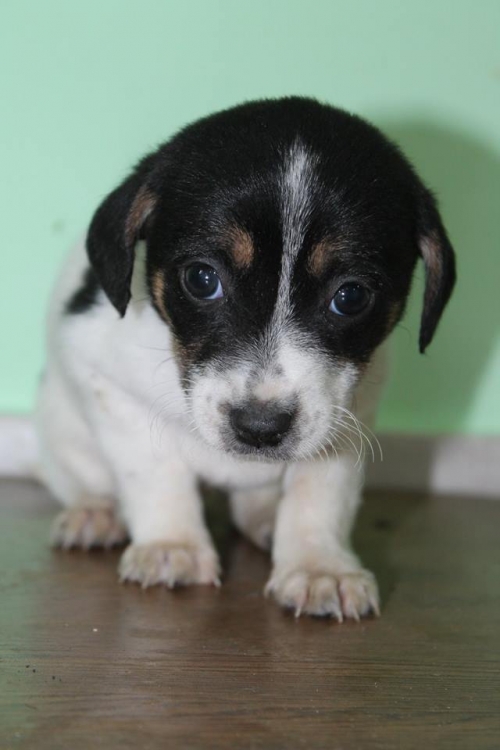 მეტისი უსახელო