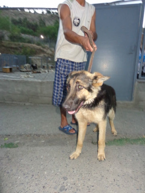 გერმანული ნაგაზი უსახელო