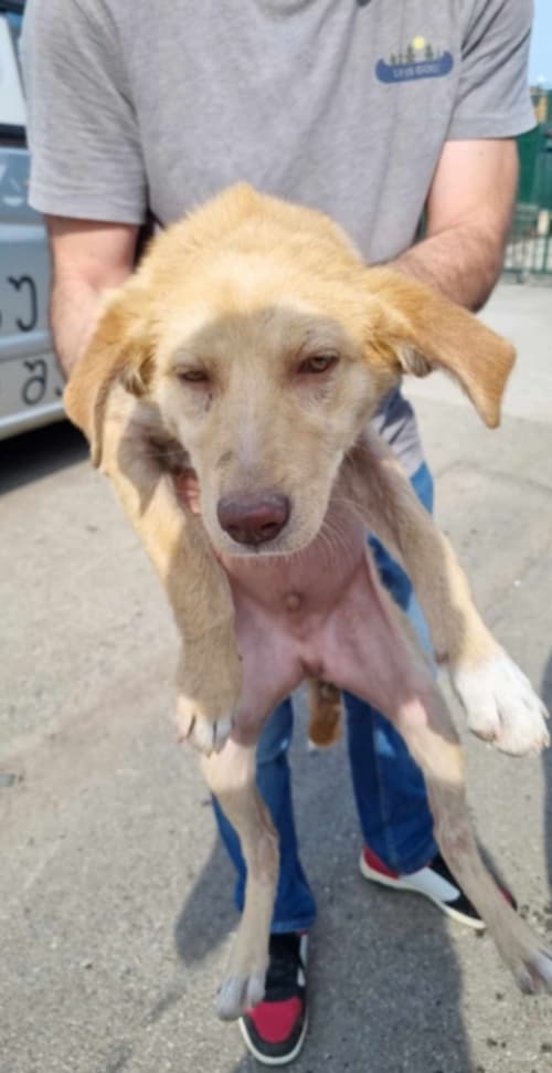 მეტისი სოფელი ძეგვი