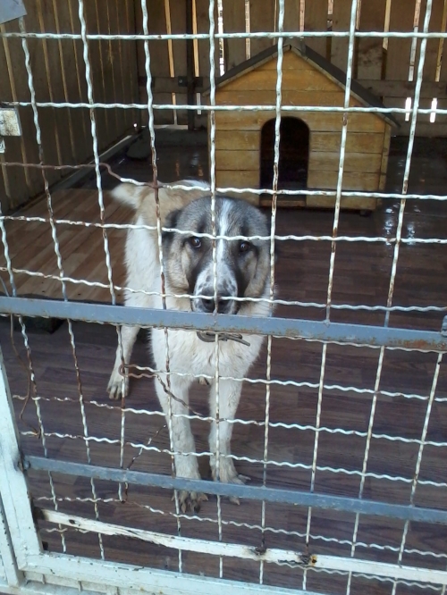 ქართული ქოფაკი ბასარა