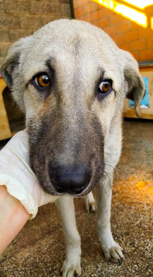 მეტისი კახეთის გზადკეცილზე მაკდონალდსთან ნაპოვნია