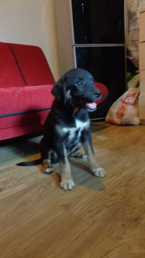 მეტისი ჩაპა