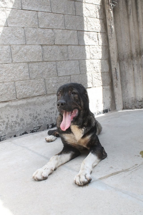 ქართული ნაგაზი ბაჩო