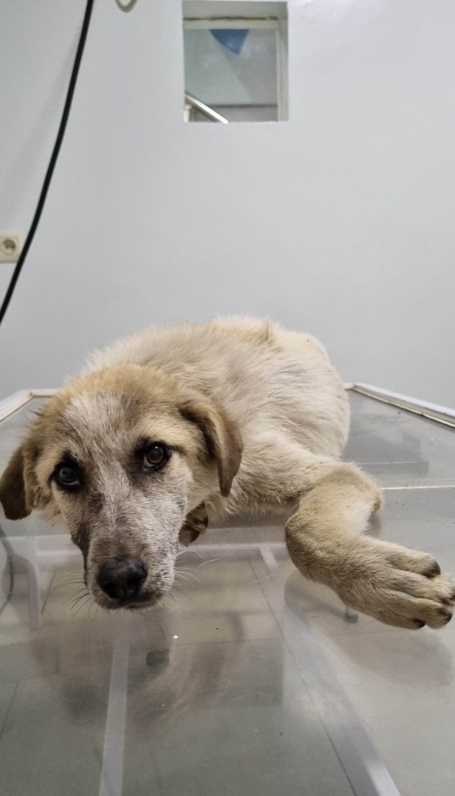 მეტისი ნორიოს გზა