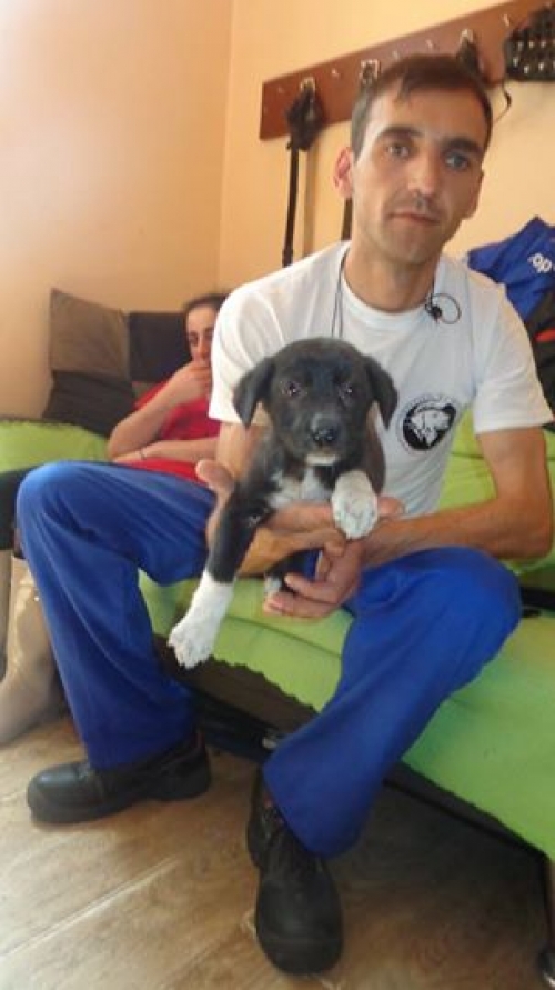 მეტისის ლეკვები უსახელო