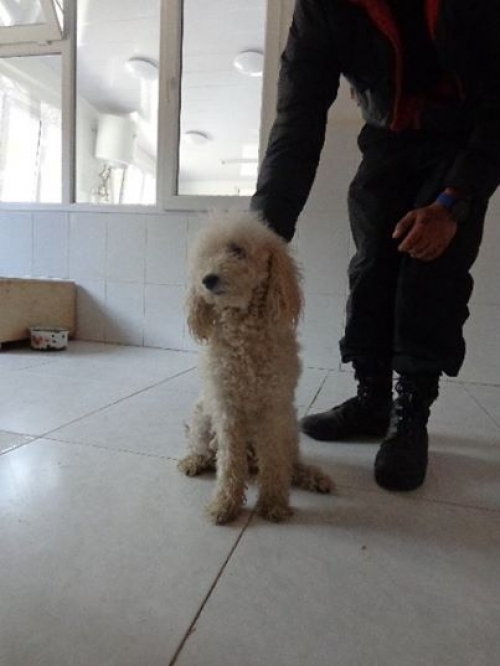 პუდელი ლუსი