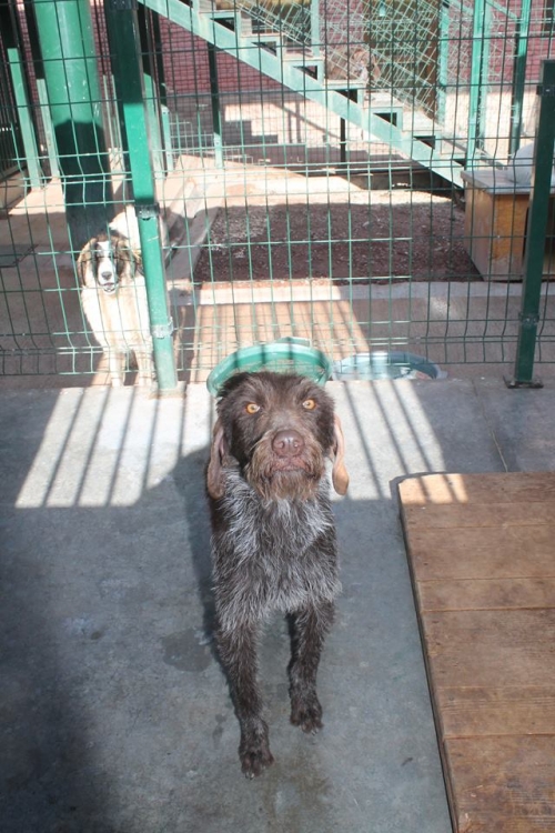 დრათხარი უსახელო