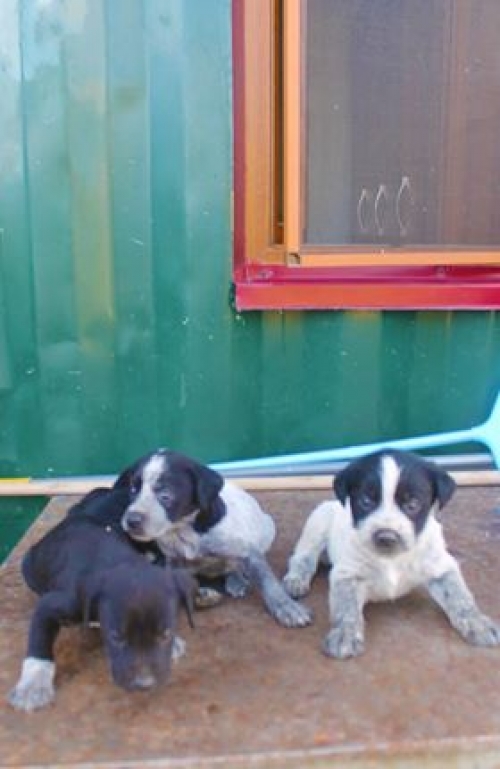 კურცხაალის მეტისი უსახელო