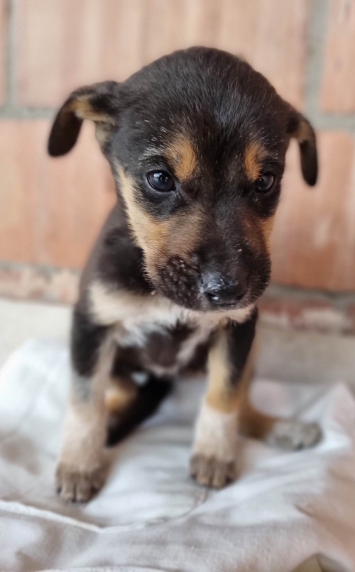 მეტისი ზაჰესი