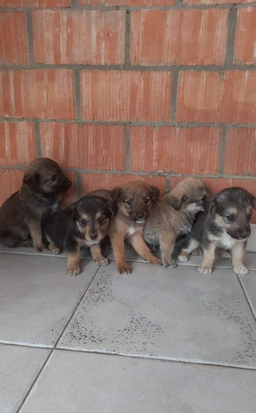 მეტისი უსახელო