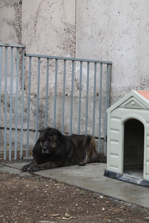 ქართული ნაგაზი ბუბუ