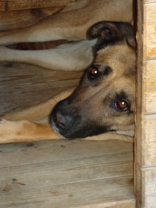 მეტისი ჩავა