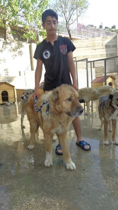 ქართული ნაგაზი უსახელო