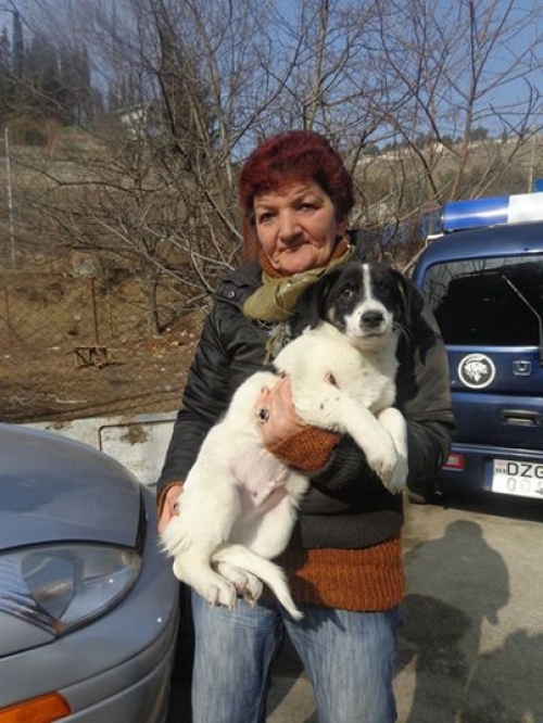 მეტისი პუ