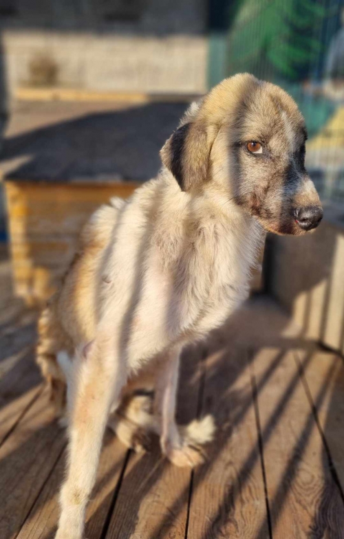 მეტისი თელეთი სამების აგარაკი