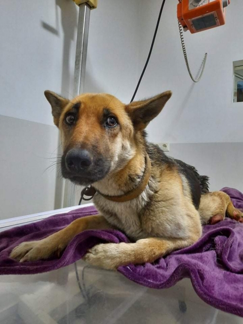 გერმანული ნაგაზი ბობო