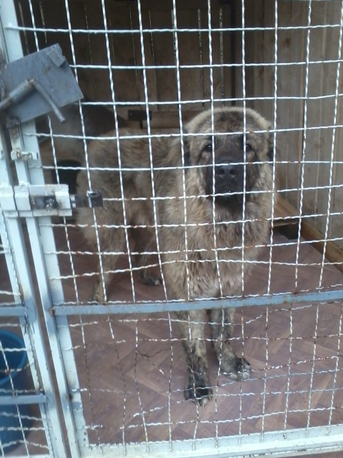 კავკასიური ნაგაზი ბიბი